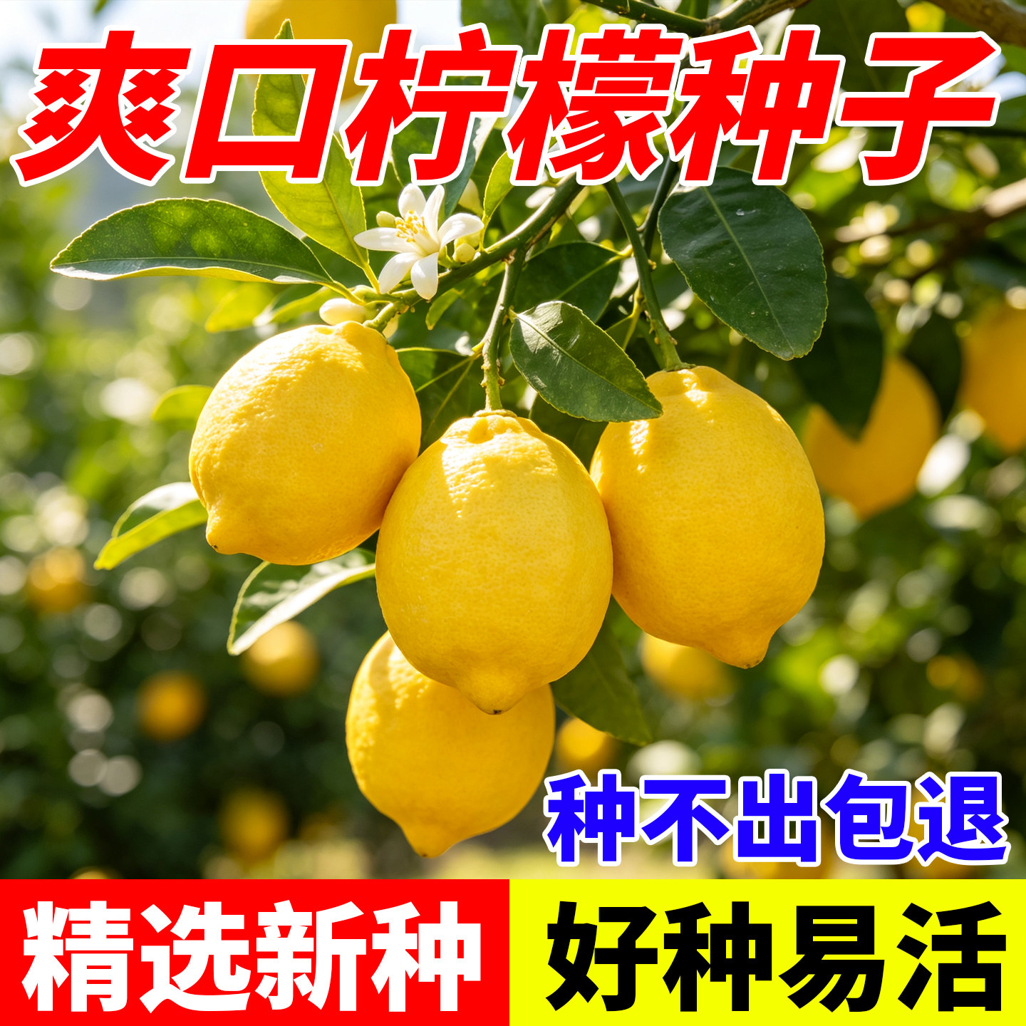 可食用柠檬种子嫁接果树洋柠檬树种籽四季播种室内阳台盆栽花种