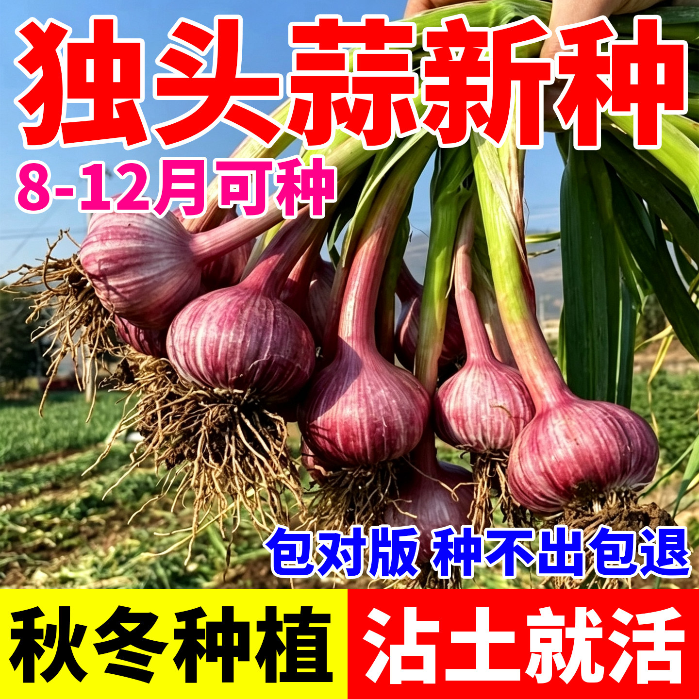 正宗独头蒜种子大蒜种子四季播种盆栽庭院阳台大全高端蔬菜种子籽