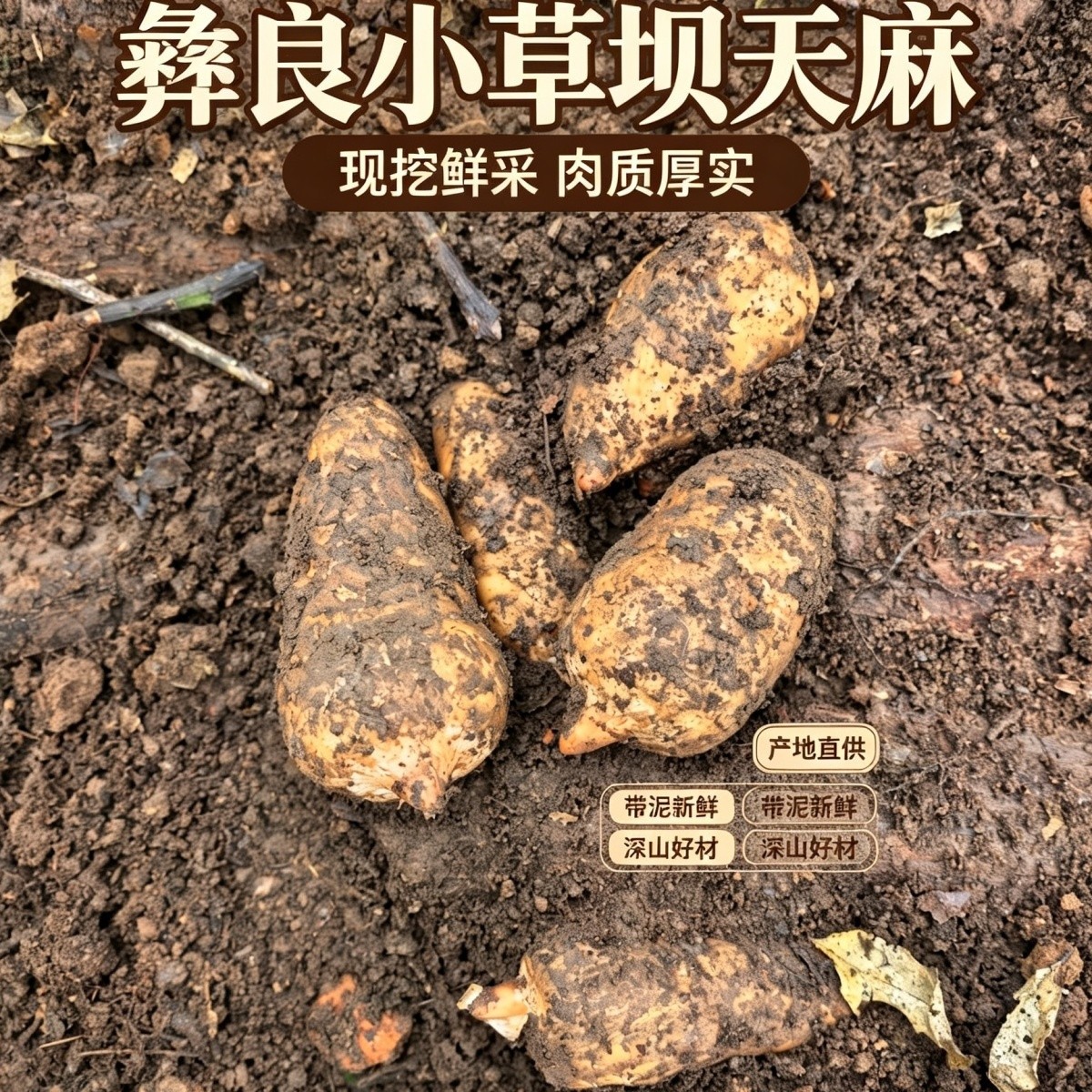 新鲜天麻云南昭通天麻小草坝乌天麻高山林下仿野生种植三年现挖