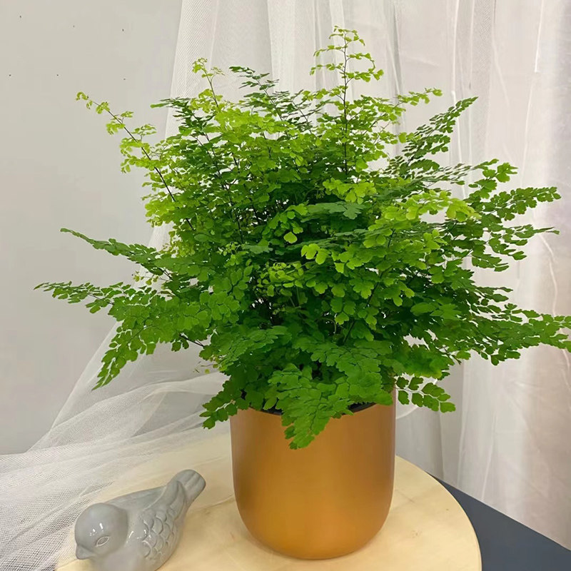 铁线蕨盆栽室内绿植大盆四季常青蕨类植物净化空气室内盆景好养活