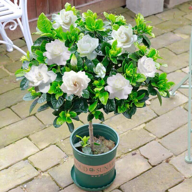 大叶牡丹栀子花盆栽树苗牡丹栀子花苗室外四季开花常青棒棒糖造型