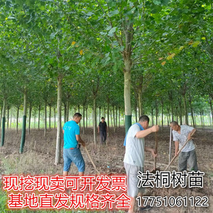 法国梧桐树苗速生法桐小苗 别名法桐青皮悬铃木 庭院风景绿化苗木