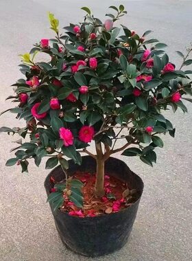 带花苞茶梅树苗四季开花耐寒抗冻茶花好看老桩庭院茶梅球形红花树