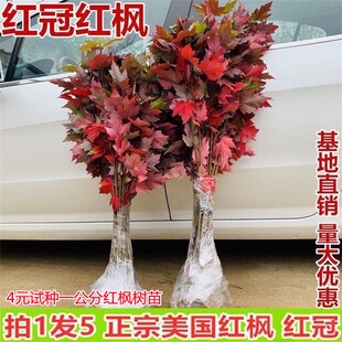美国红枫树苗四季红庭院日本红冠红枫大树盆栽占地拆迁苗中国红枫
