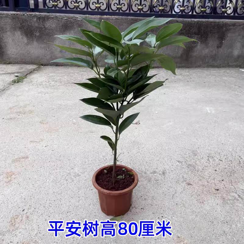 平安树客厅室内大盆栽绿植花卉盆景幸福树四季常青吸甲醛植物