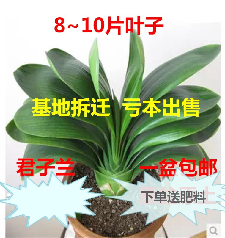 君子兰盆栽含盆圆头和尚室内高端名贵带花苞精品专用土客厅大植物