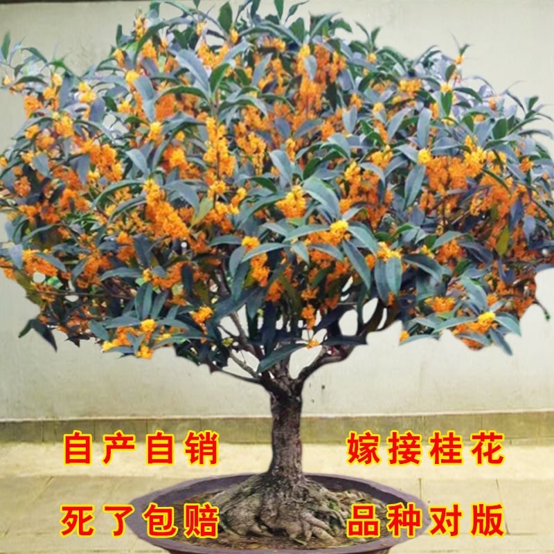 四季桂花树苗沉香桂花丹桂浓香型室内庭院客厅植物八月金桂花盆栽