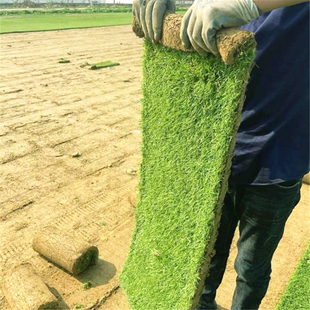 真草坪草皮带泥土别墅庭院绿化造景果岭草马尼拉草坪植物四季常青