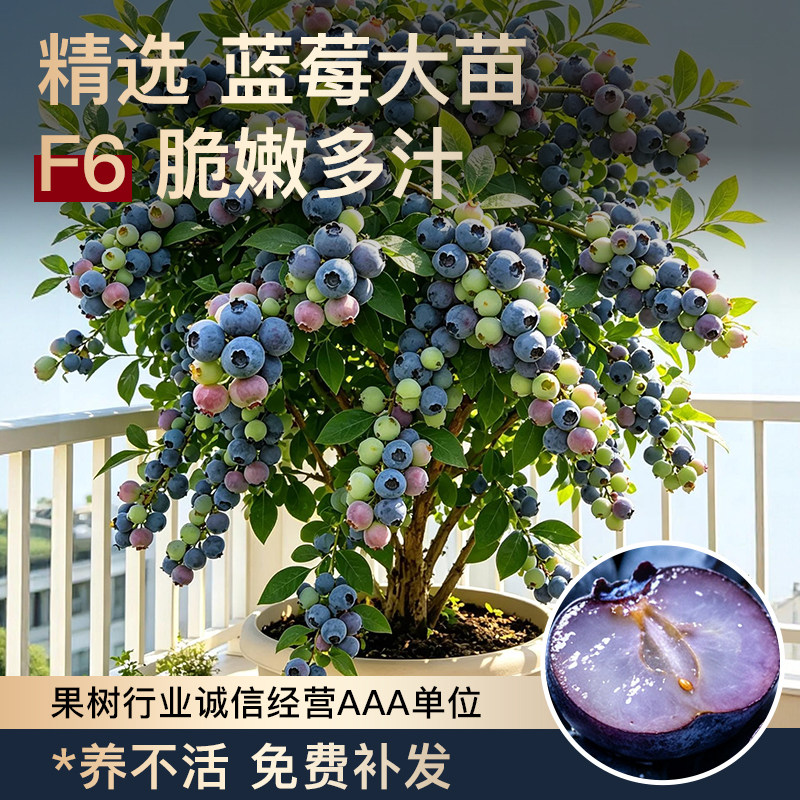 蓝莓树果苗盆栽特大号F6/L25花香四季耐寒南北方养不活免费补发