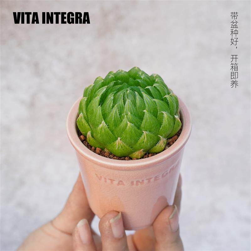 CHEM植物盒子玉露迷你多肉植物桌面室内小绿植盆栽好养带盆栽好
