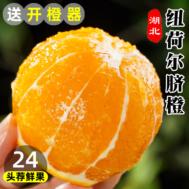 湖北秭归纽荷尔脐橙现摘鲜甜