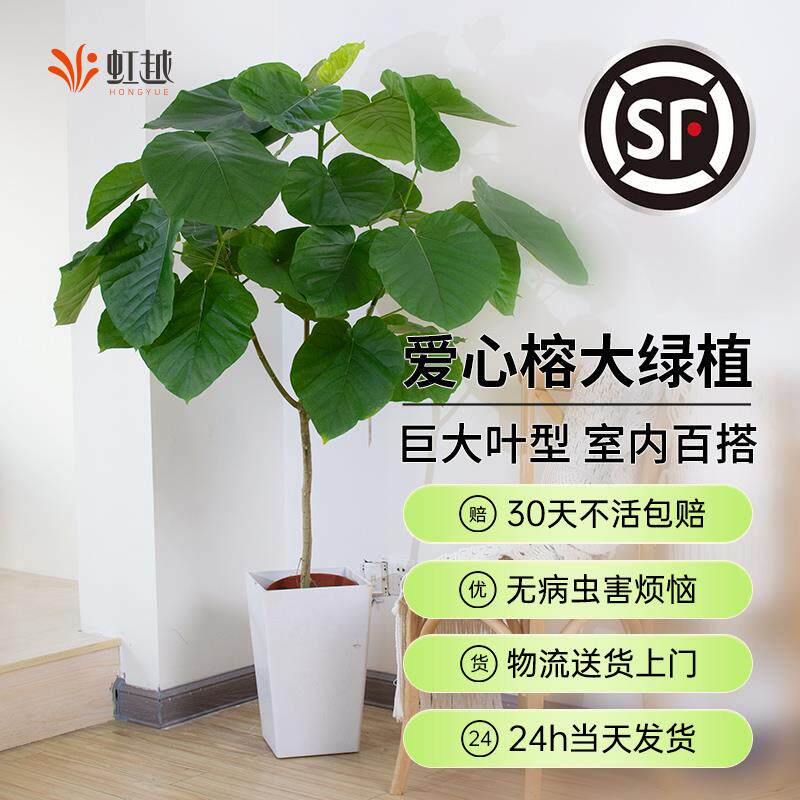 爱心榕盆栽植物室内大型绿植客厅盆景四季好养活心叶伞榕树带花盆