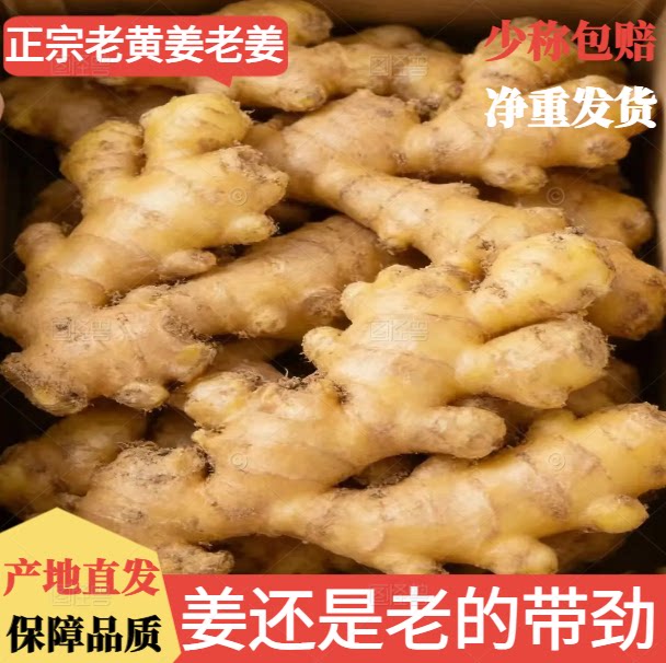 湖南老黄姜新鲜生姜散装产地直发净重发货少称包赔老姜月子姜批发