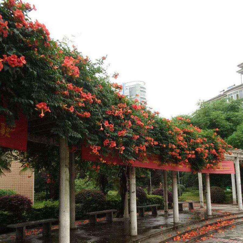 美国凌霄花苗俄罗斯庭院四季爬藤植物带土炮仗花盆栽大花攀援老桩