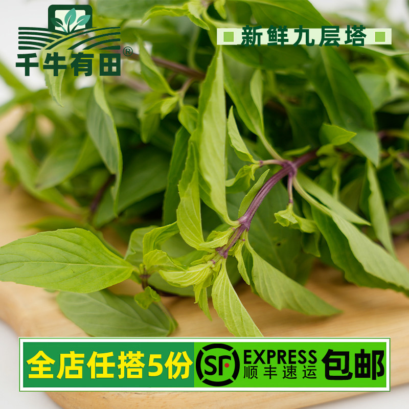 新鲜九层塔亚洲罗勒西餐香料