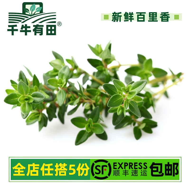 新鲜百里香蛋糕鸡尾酒装饰披萨