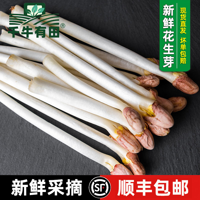 新鲜花生芽食用火锅沙拉