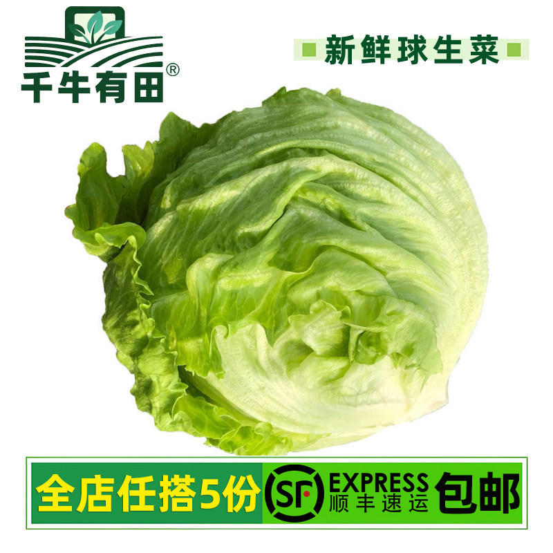 新鲜球生菜汉堡沙拉轻食西餐