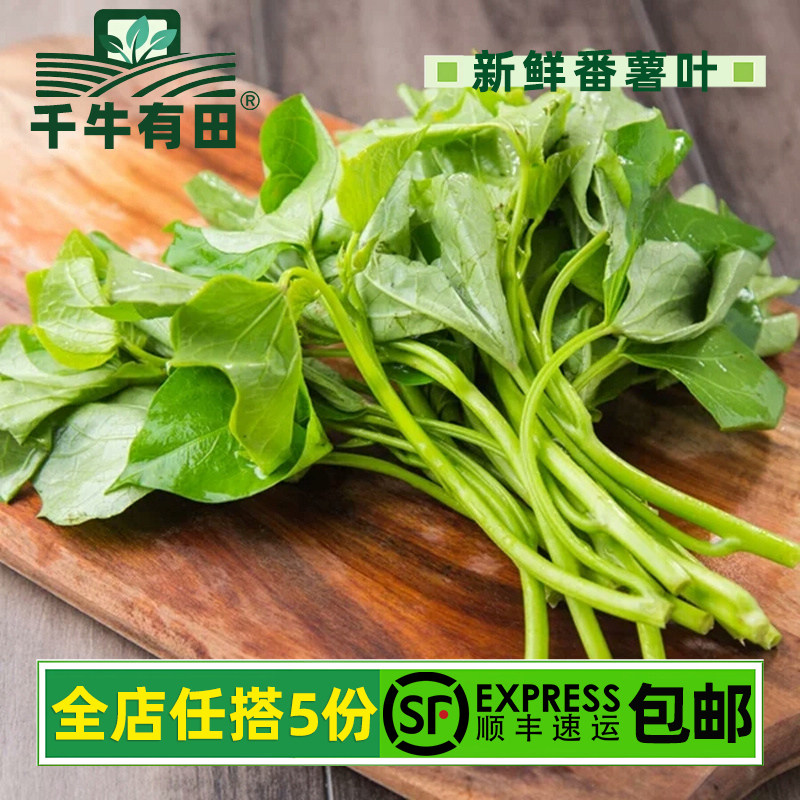 农家新鲜红薯叶苕尖地瓜嫩尖蔬菜
