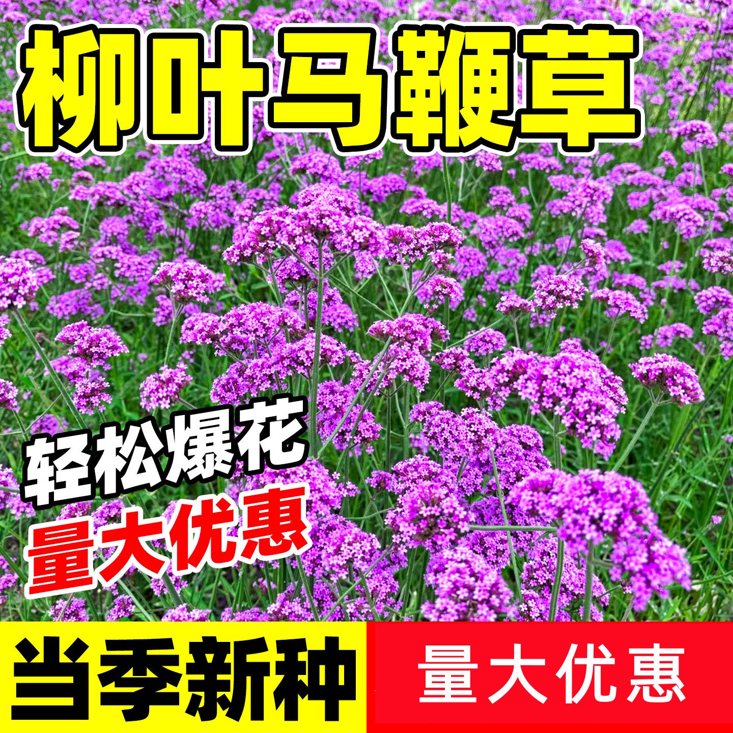 柳叶马鞭草种子多年生耐寒图片
