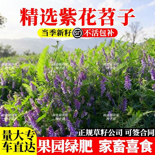 紫花苕种子光叶毛牧草果园