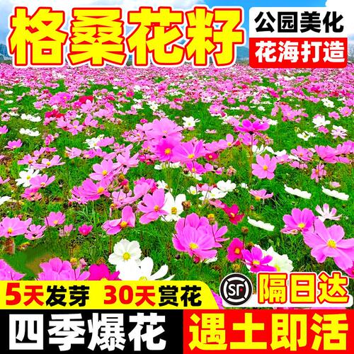 格桑花种子四季播开混色高