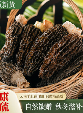 云南新鲜羊肚菌干货正宗山珍菌菇火锅煲汤食材滋补养生土特产商用