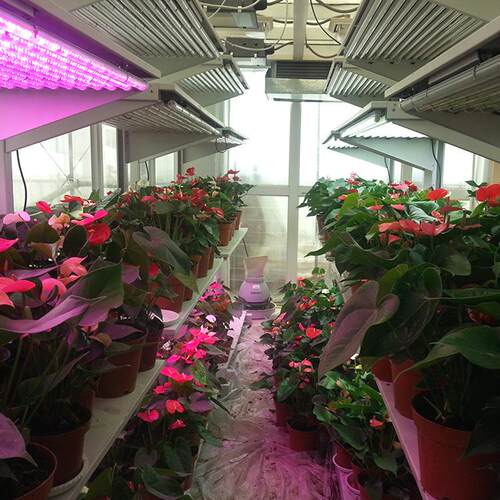 宁波江南仪器智能人工气候室阳光房组培室水稻气候室JN-GH-06