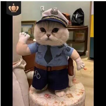 新猫咪狗狗搞笑宠物直立变身装猫咪衣服狗狗搞怪猫英短可爱薄款