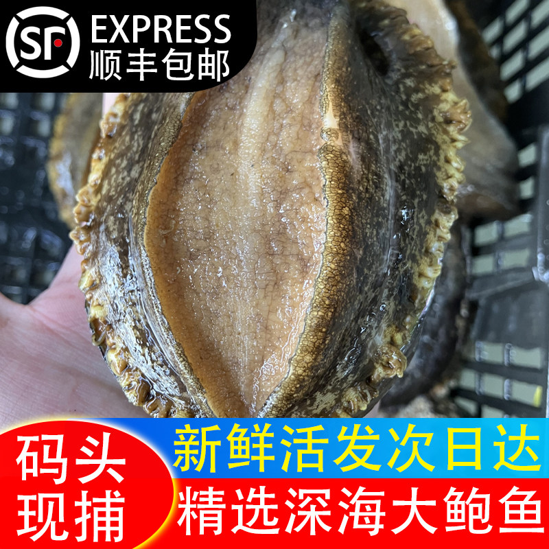 【码头海鲜】精选深海现捕鲜活大鲍鱼整只新鲜活发顺丰包邮次日达