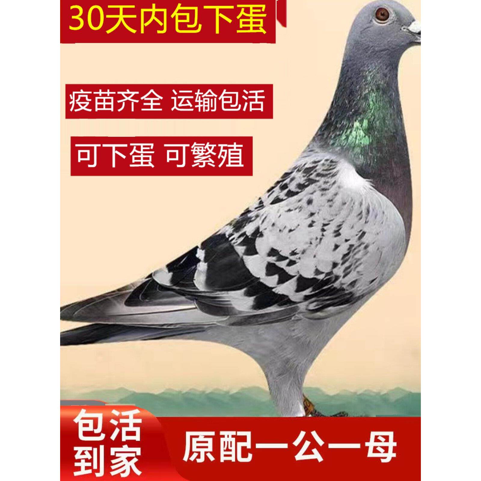 鸽子活体散养鸽子一对活物鸽子信鸽青年雨点鸽子种鸽包下蛋鸽子活