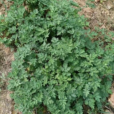 云南野生蒿子艾草新鲜 可以驱蚊叶子捣碎可伤口止血