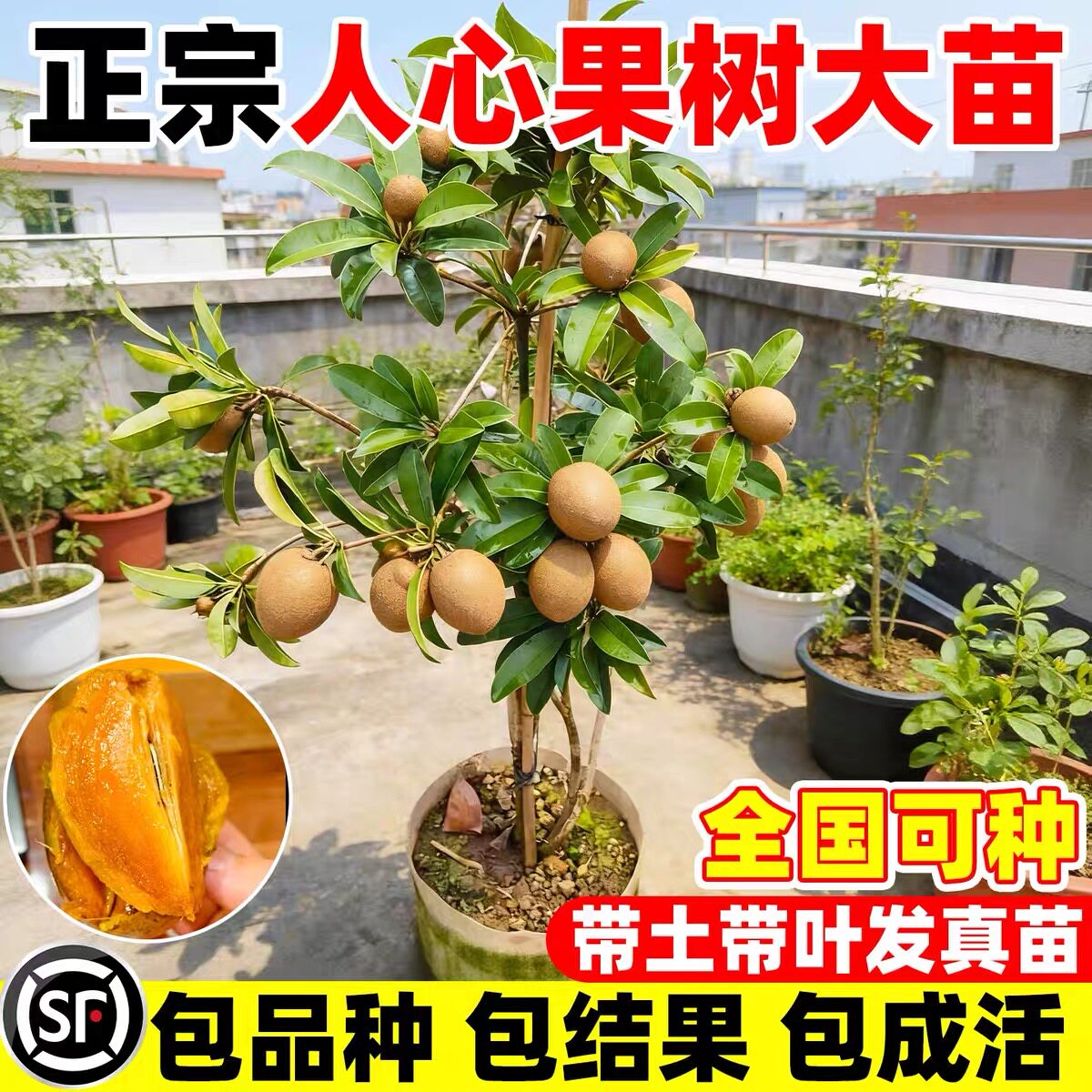 四季人心果苗嫁接大果庭院盆栽仁心果树人参果吴凤柿带果树苗地栽