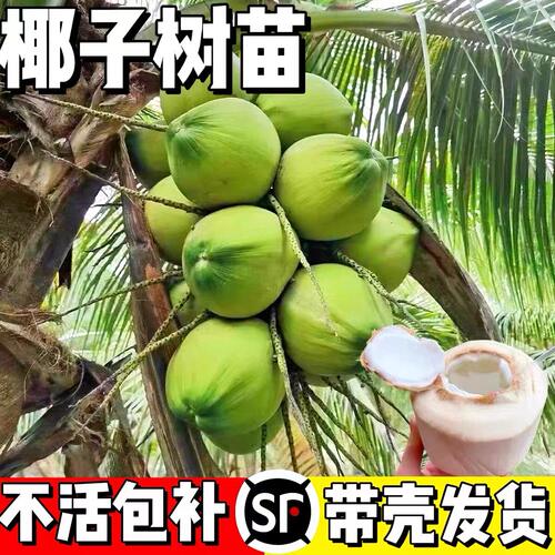 海南椰子苗绿植盆栽发芽宝