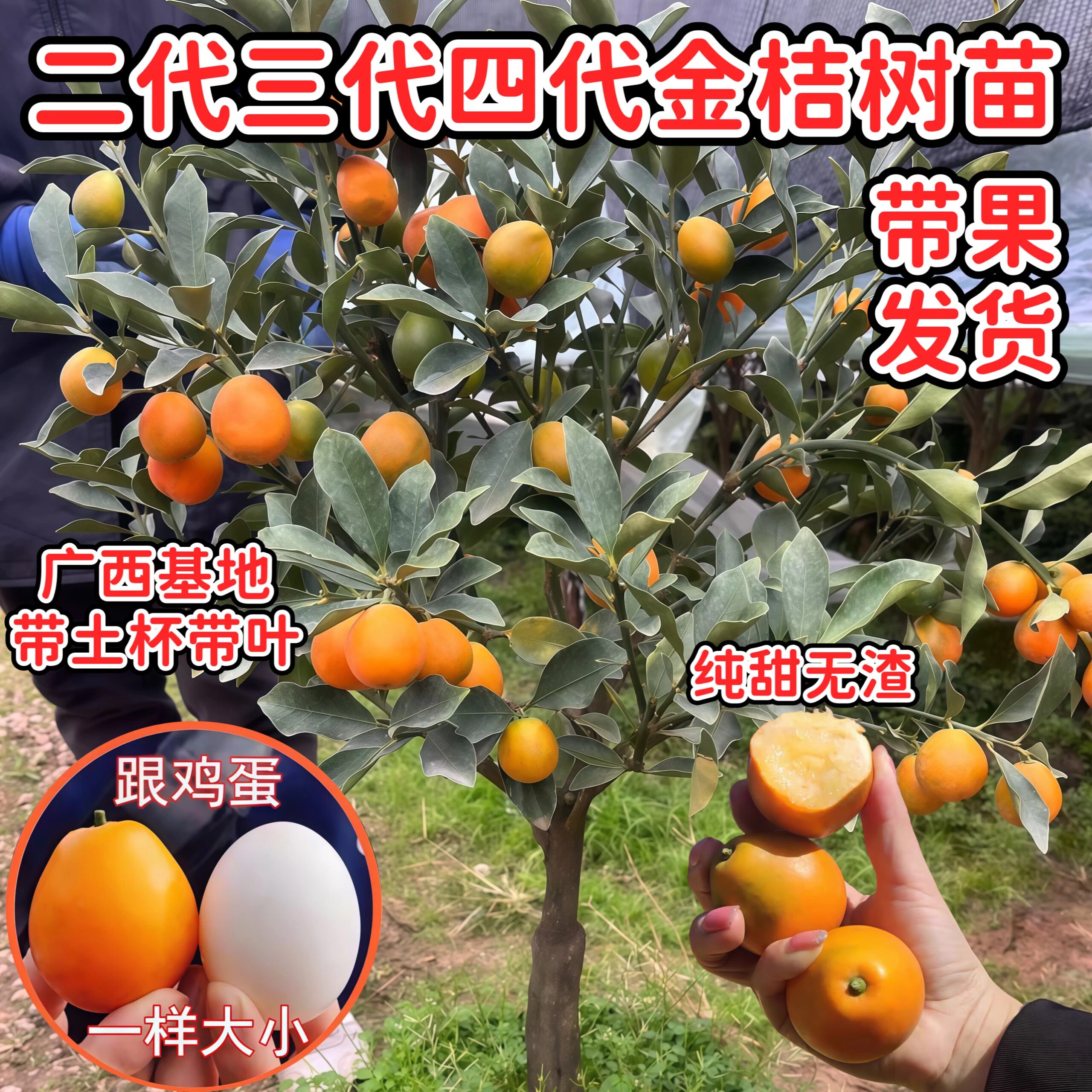 广西基地金桔树苗二代三代四代脆蜜金桔苗南北方阳台庭院盆栽地栽