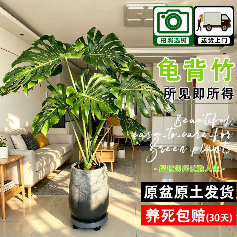 龟背竹客厅大盆载室内网红大叶老桩植物办公室吸甲醛四季绿植落地