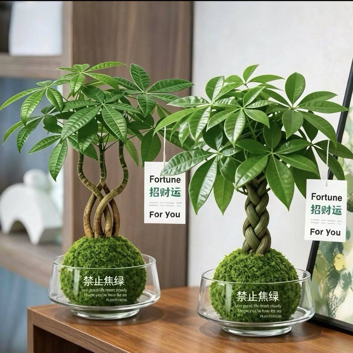 发财树苔藓球盆栽室内植物办公室懒人好养活绿植净化空气花卉盆景