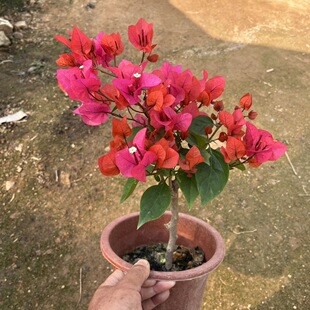 四季开花红大盆三角梅老桩爬藤高飘枝阳台庭院花卉四季勤花同安红