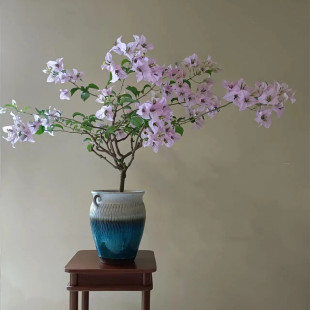 【冰山美人】浅茄三角梅小盆苗粉色花室内外阳台庭院盆栽攀援花卉