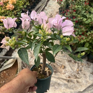 苹果花小盆三角梅老桩爬藤高飘枝阳台庭院花卉四季勤开花带花发货