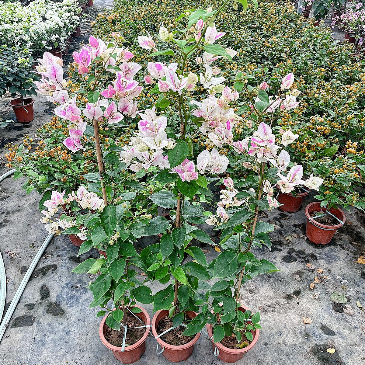 漳红樱三角梅四季勤开花原盆原土发货爬藤高飘枝阳台庭院好养活,鲜花速递/花卉仿真/绿植园艺,时令草本花卉,淘宝优惠券,粉丝福利购,淘宝优惠卷