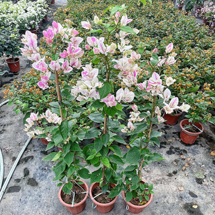 漳红樱三角梅四季勤开花原盆原土发货爬藤高飘枝阳台庭院好养活