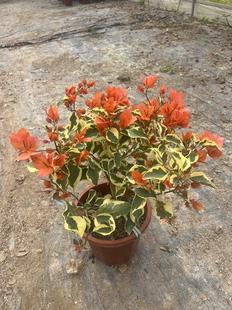橙冰金边橙三角梅老桩爬藤高飘枝阳台庭院花卉四季勤开花带花发货