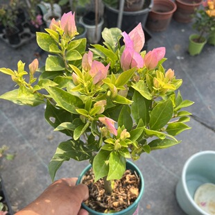 金夫人三角梅老桩爬藤高飘枝阳台庭院花卉好养四季勤开花带花发货