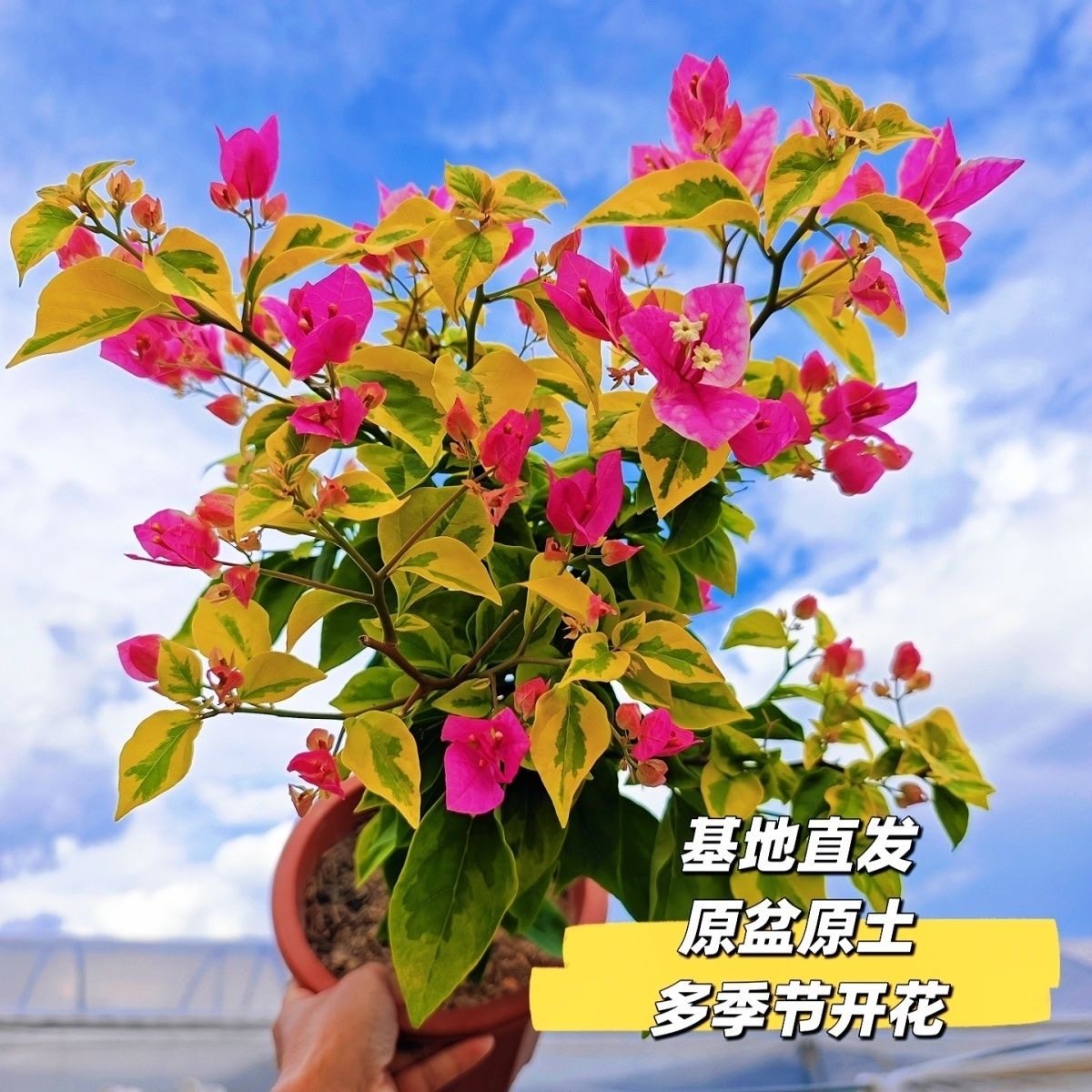 金边红樱三角梅老桩爬藤高飘枝阳台庭院花卉四季勤开花好养福建发,鲜花速递/花卉仿真/绿植园艺,时令草本花卉,淘宝优惠券,粉丝福利购,淘宝优惠卷