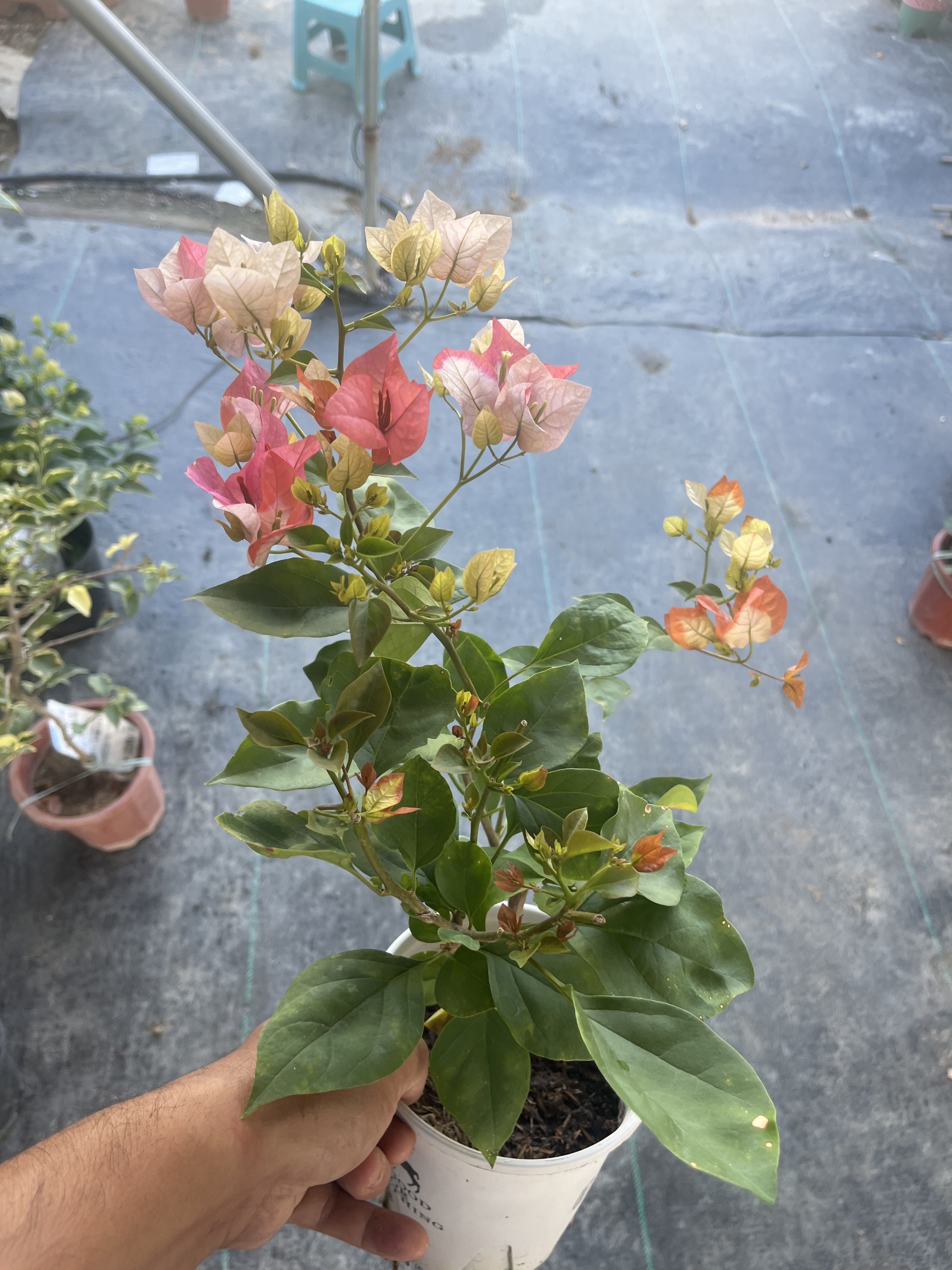 橙口红三角梅老桩爬藤飘枝带花发货大苗阳台庭院花卉四季勤开花,鲜花速递/花卉仿真/绿植园艺,时令草本花卉,淘宝优惠券,粉丝福利购,淘宝优惠卷