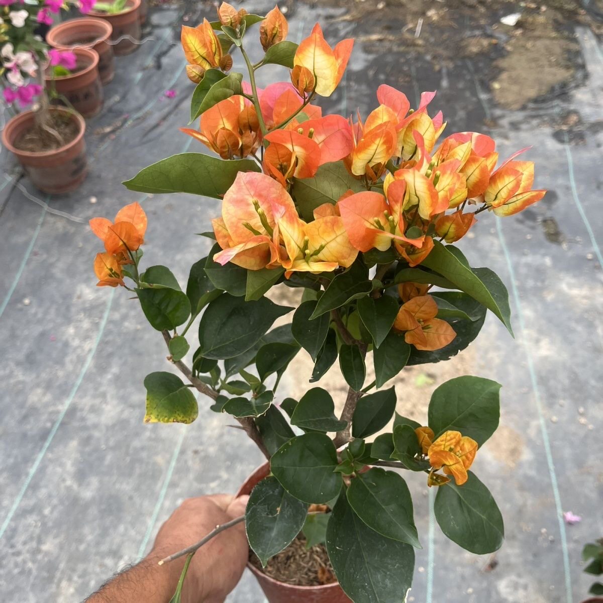 凤凰三角梅老桩爬藤飘枝带花发货大苗阳台庭院花卉四季勤开花