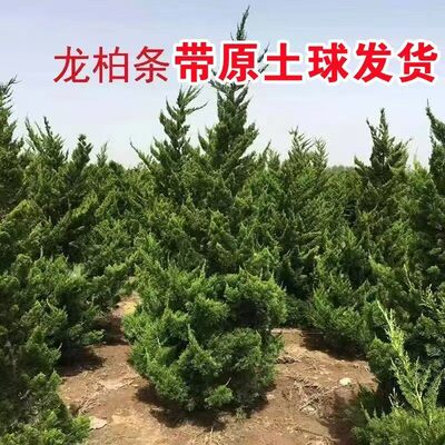 龙柏树苗塔柏小苗四季常青耐寒绿化工程苗蜀块塔松桧柏侧柏墓地松
