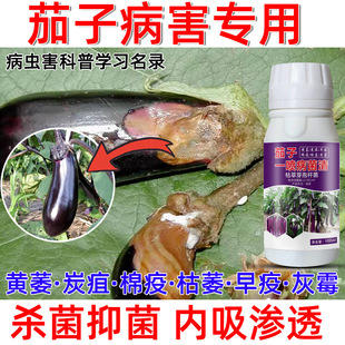 德国进口茄子专用药茄子黄萎病炭疽病疫病灰霉病根腐病枯萎病防治