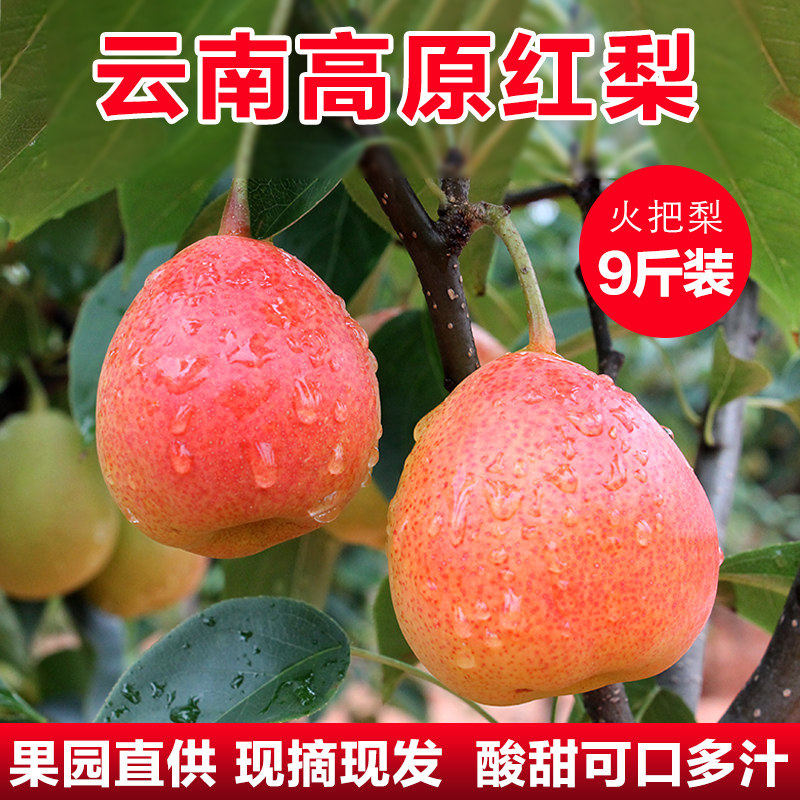 云南高原红梨火把梨酸甜新鲜水果9斤酥脆大果红酥梨子香梨包邮